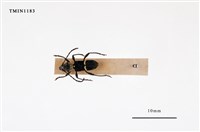 藏品(羅爾氏白眉天牛)的圖片